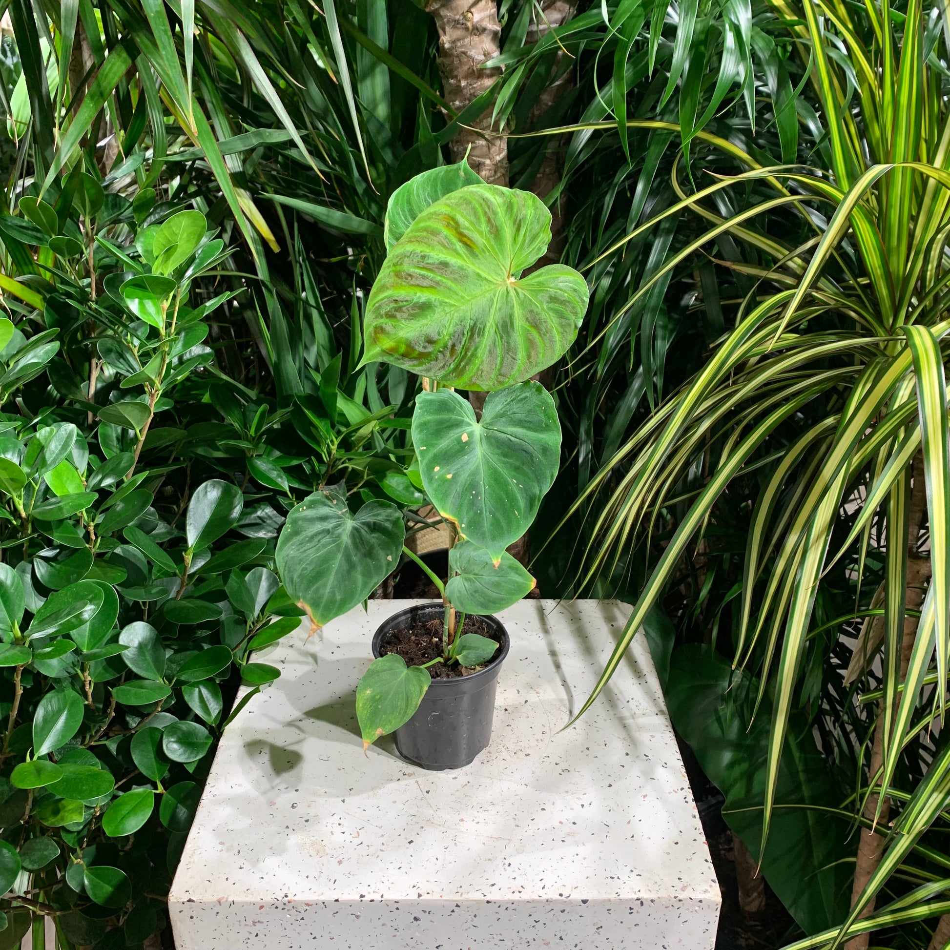 4 inch pot philodendron Philodendron Verrucosum - 4" Pot