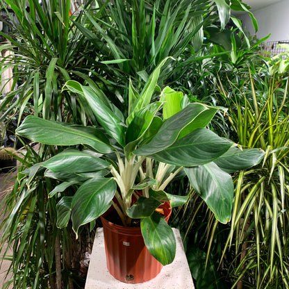 Chinese evergreen, Philippine evergreen (Aglaonema) in a 10 inch pot. Indoor plant for sale by Promise Supply for delivery and pickup in Toronto