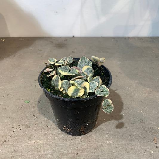 Pink Variegated String of Hearts (Ceropegia linearis woodii) in a 4 inch pot. Indoor plant for sale by Promise Supply for delivery and pickup in Toronto