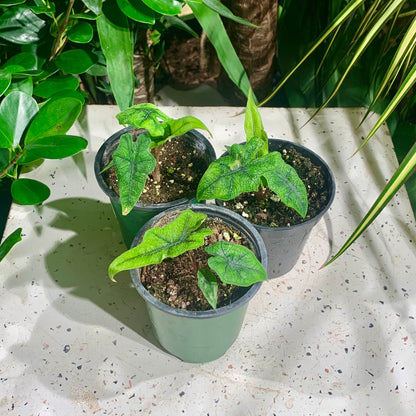 Jacklyn Elephant Ear (Alocasia ssp) in a 4 inch pot. Indoor plant for sale by Promise Supply for delivery and pickup in Toronto