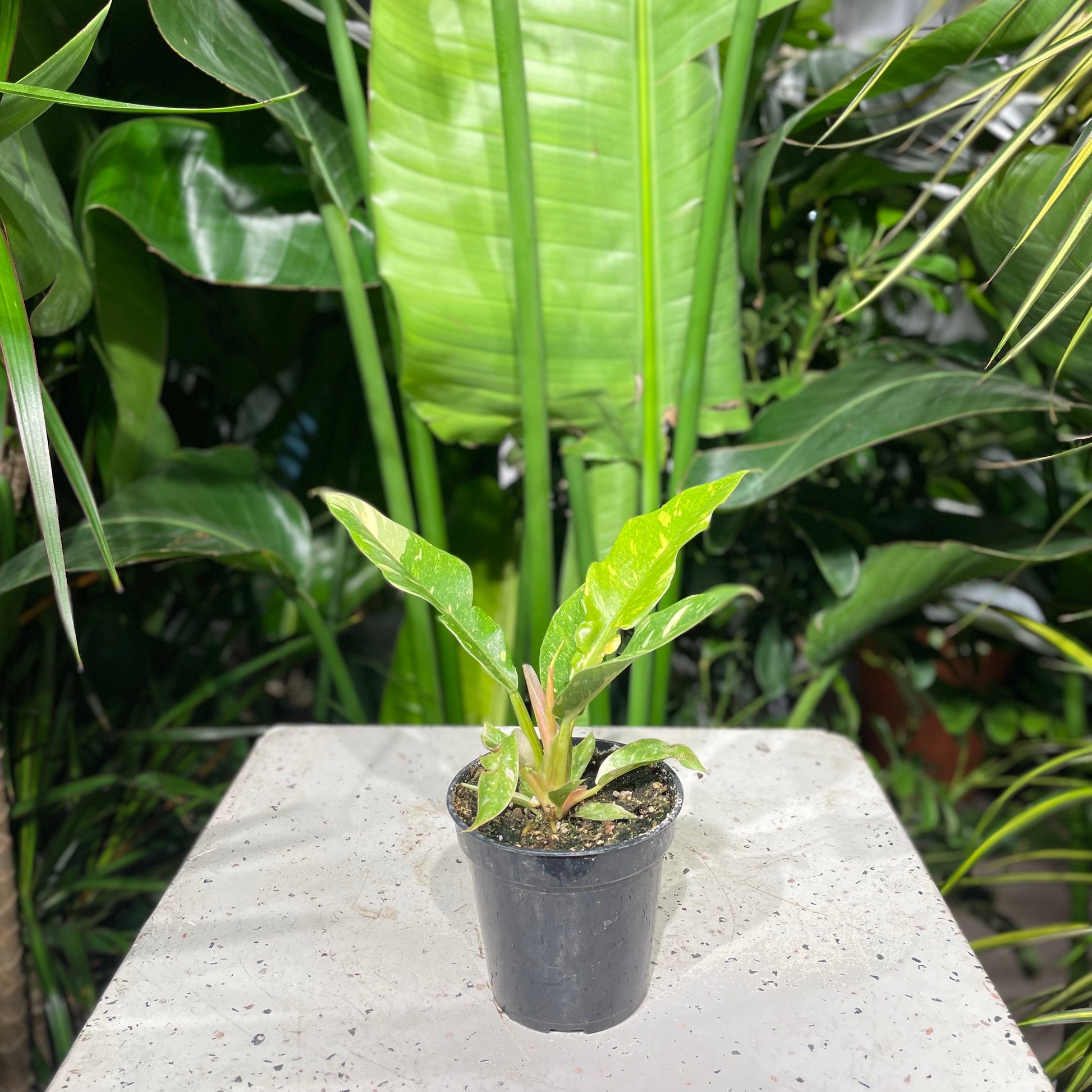 Philo Ring of Fire (Philodendron micans) in a 4 inch pot. Indoor plant for sale by Promise Supply for delivery and pickup in Toronto