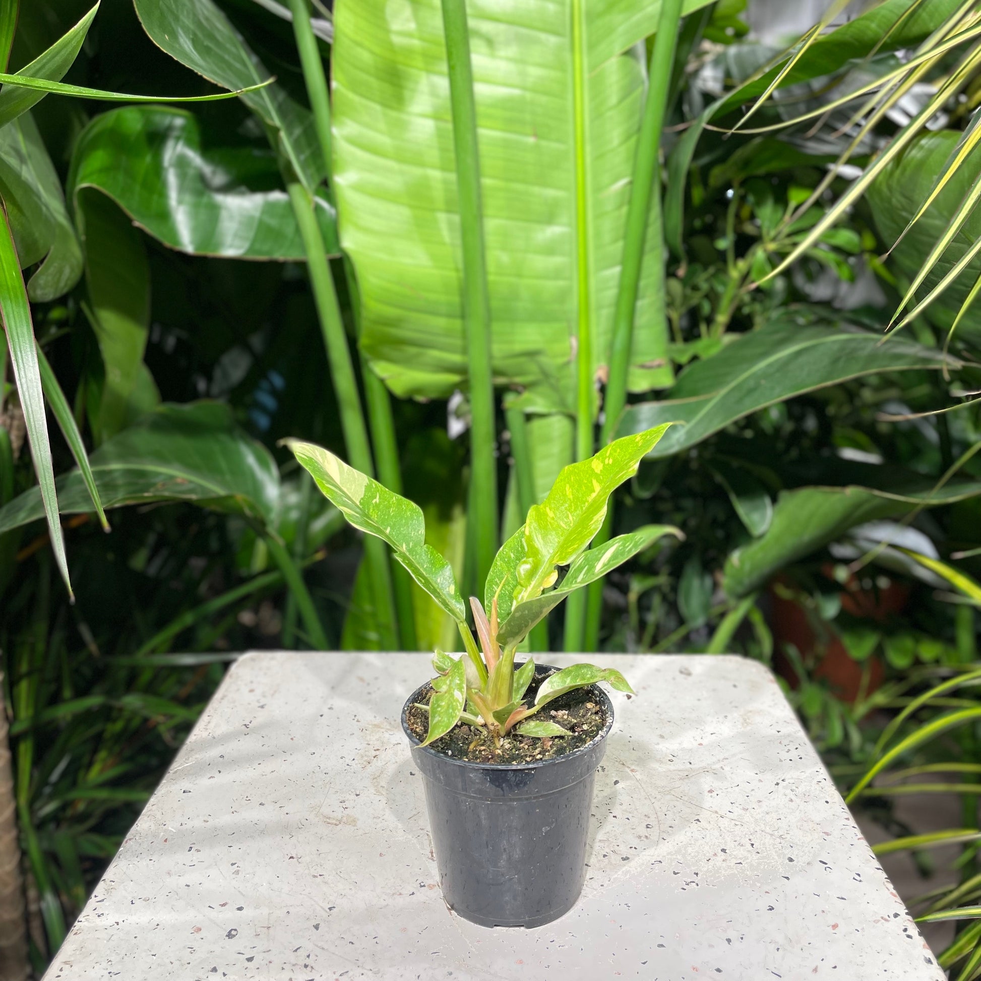 philodendron auriculatum Ring Of Fire Philodendron - 4" Pot