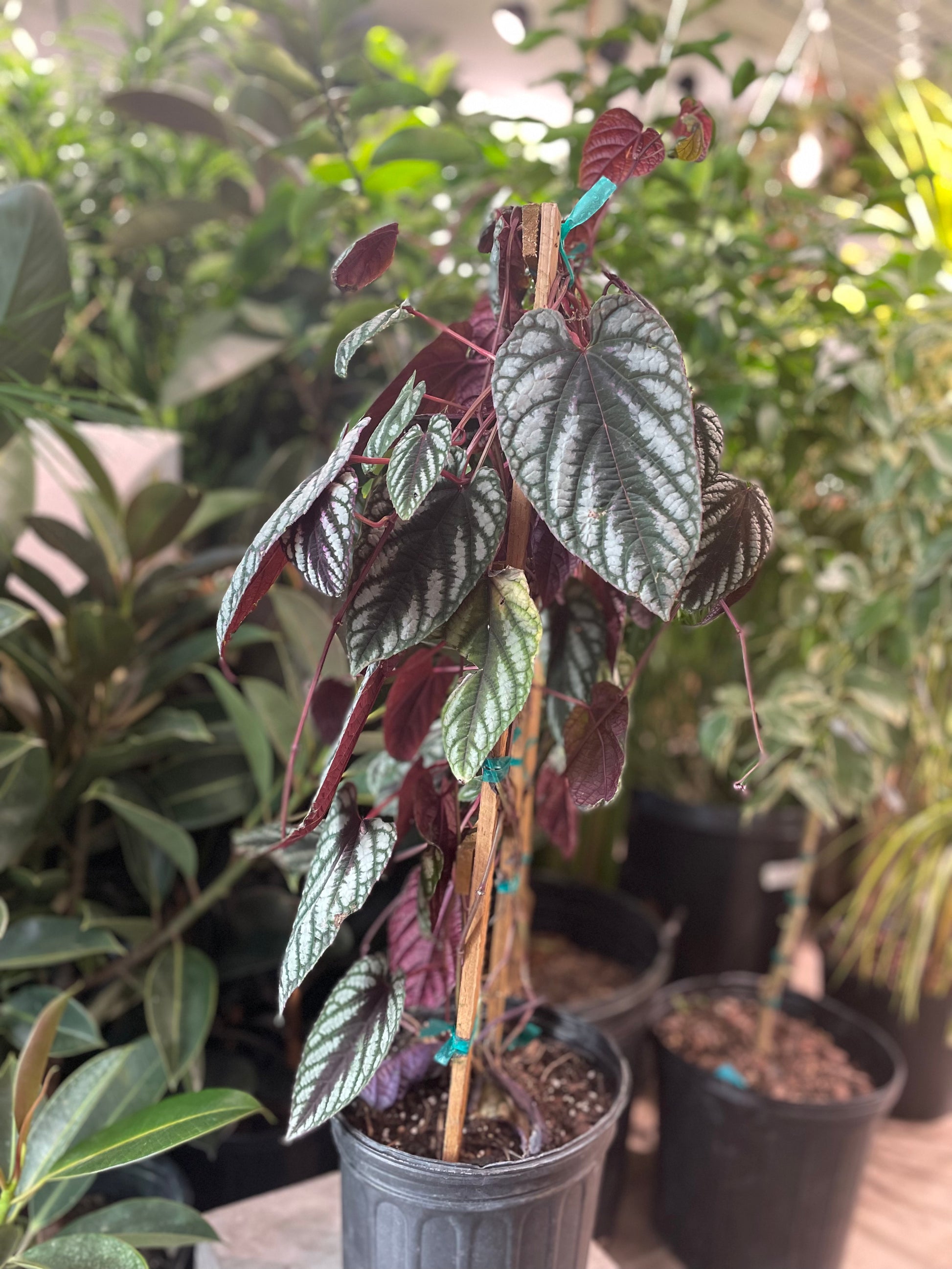 Rex Begonia Vine on Trellis (Cissus discolor) in a 8 inch pot. Indoor plant for sale by Promise Supply for delivery and pickup in Toronto