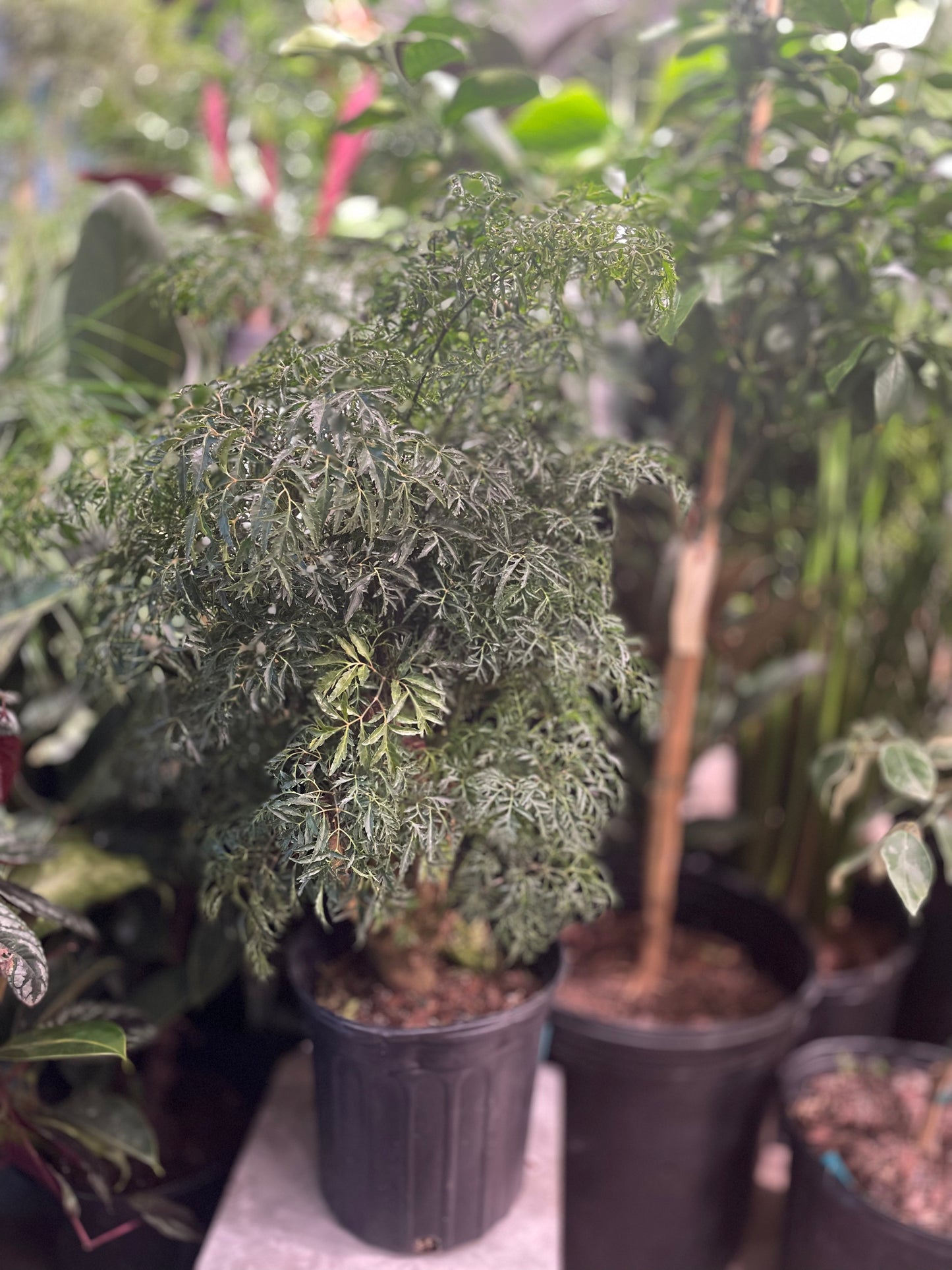 Ming Aralia (Polyscias fruticosa) in a 10 inch pot. Indoor plant for sale by Promise Supply for delivery and pickup in Toronto