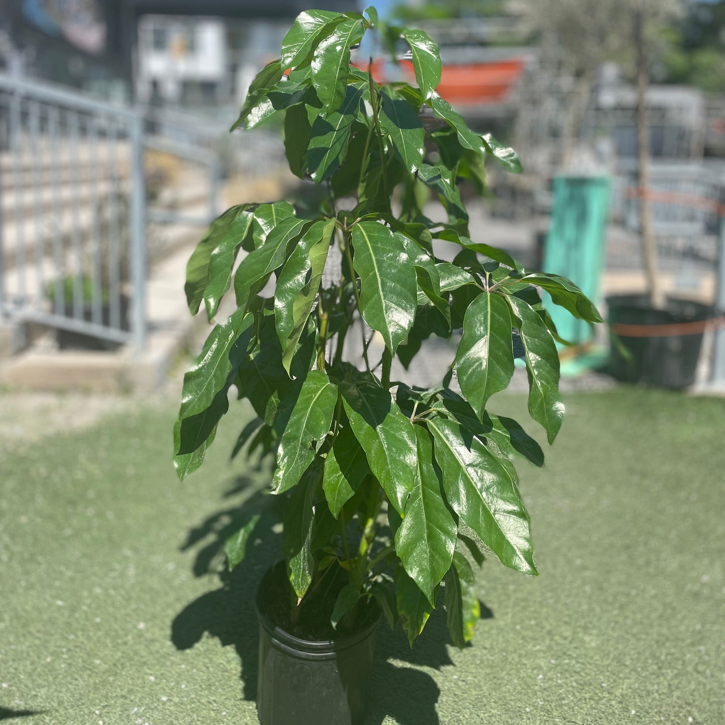 Umbrella Tree, Australia Umbrella Tree (Schefflera actinophylla) in a 10 inch pot. Indoor plant for sale by Promise Supply for delivery and pickup in Toronto