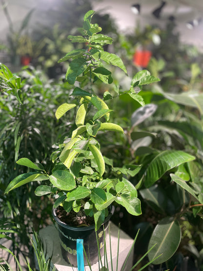 Lemon Tree (Citrus limon) in a 10 inch pot. Indoor plant for sale by Promise Supply for delivery and pickup in Toronto