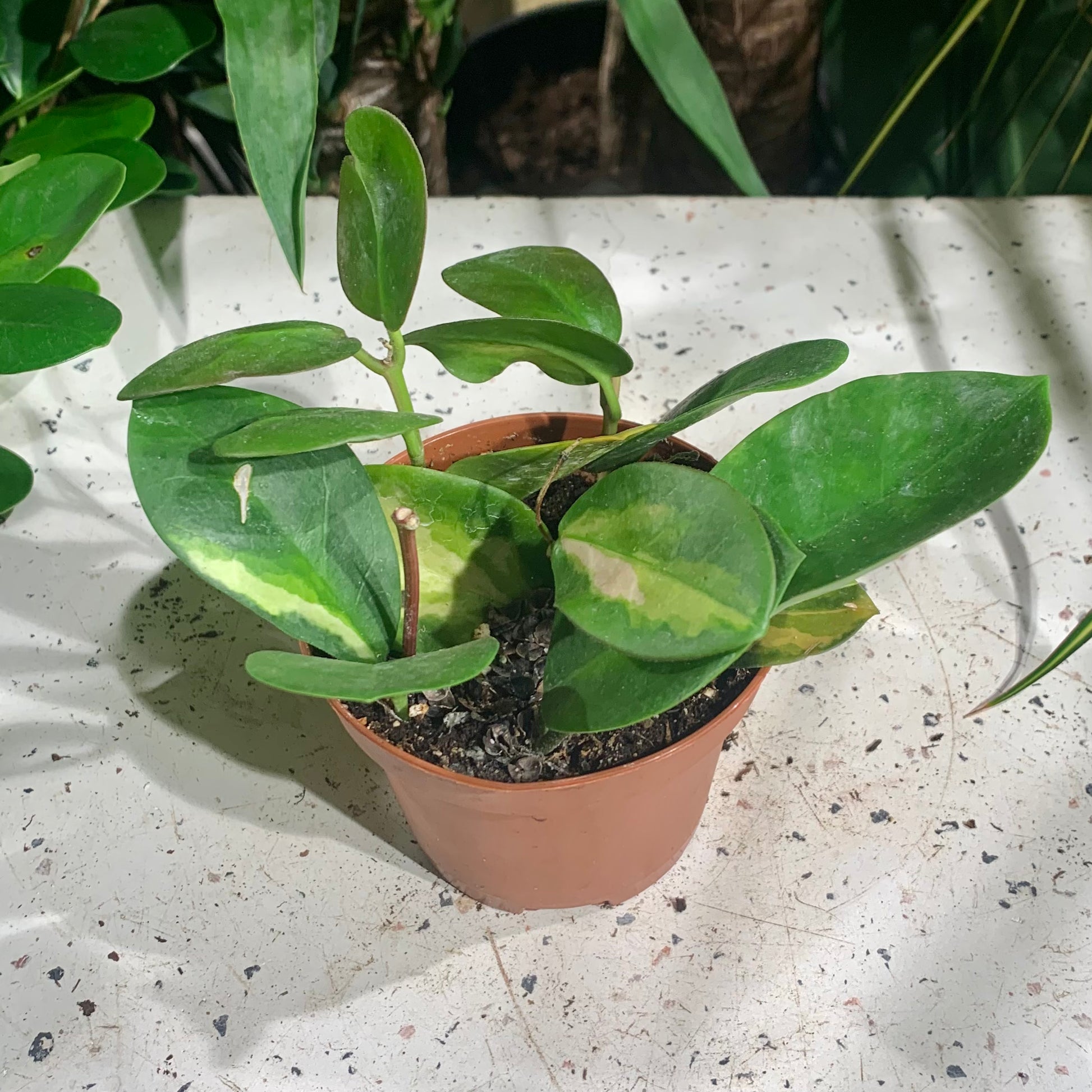 Wax Vine (Hoya australis) in a 4 inch pot. Indoor plant for sale by Promise Supply for delivery and pickup in Toronto