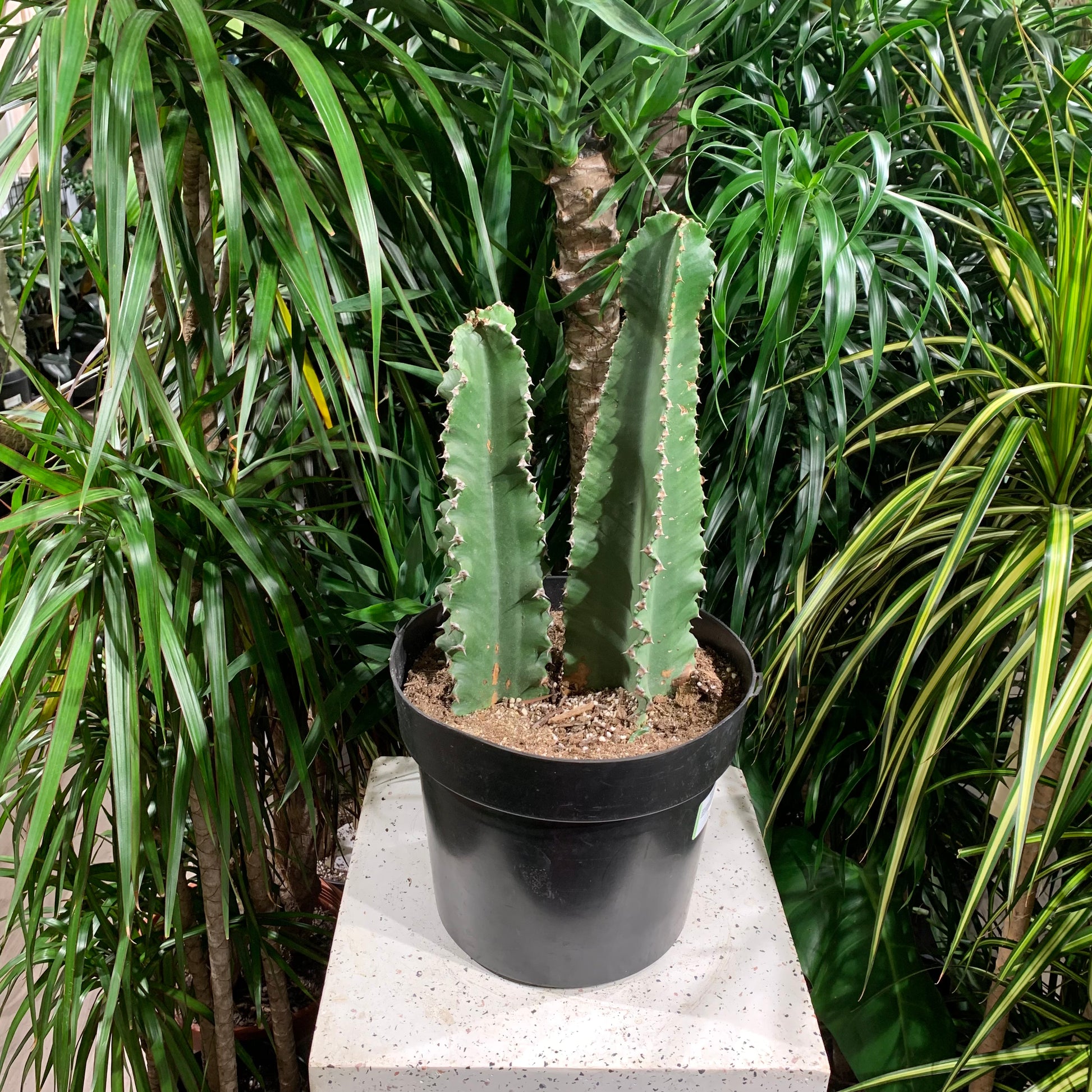 Ammak, Candelabra Spurge (Euphorbia ammak) in a 10 inch pot. Indoor plant for sale by Promise Supply for delivery and pickup in Toronto
