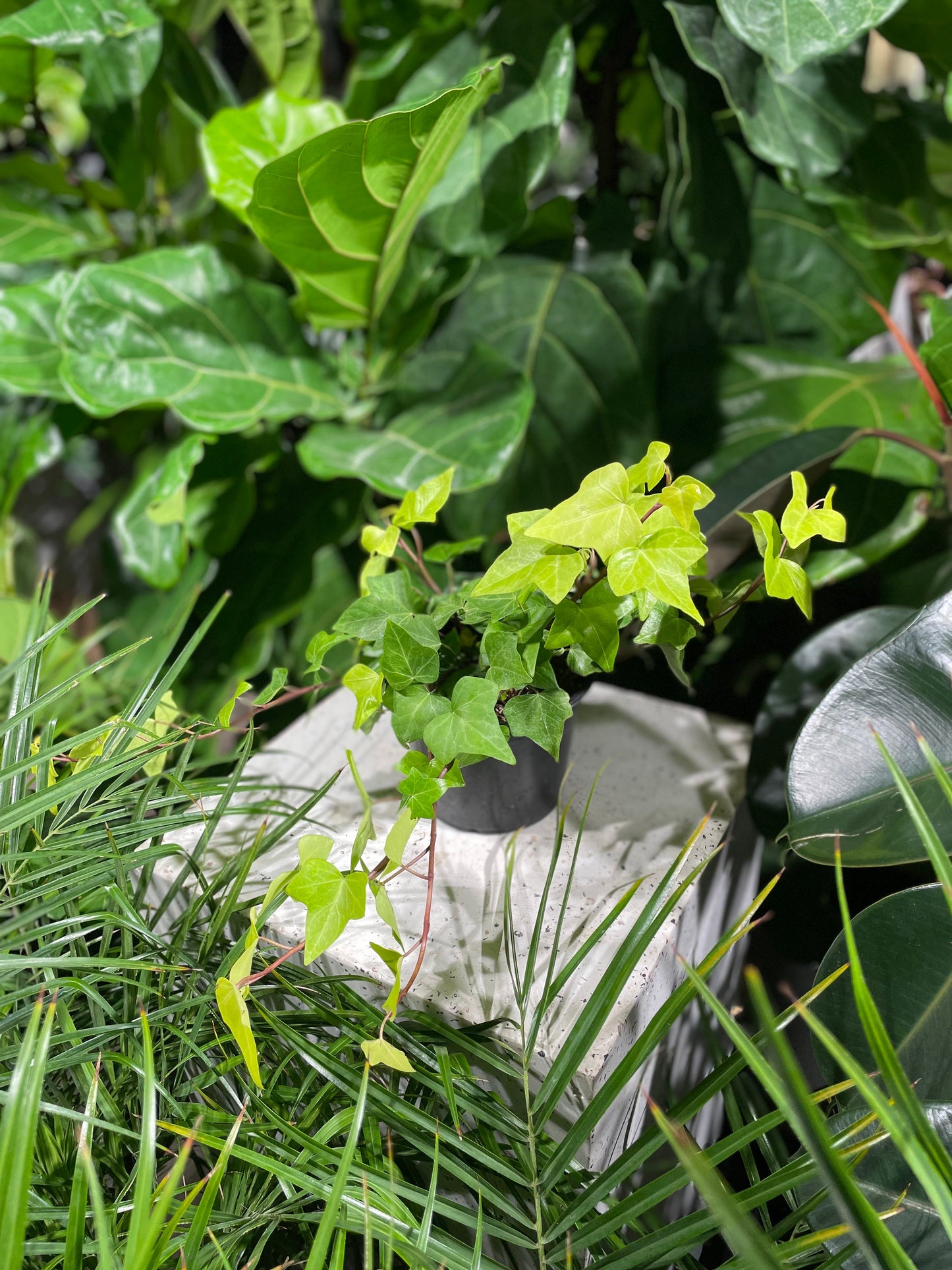 Variegated Algerian Ivy (Hedera canariensis) in a 6 inch pot. Indoor plant for sale by Promise Supply for delivery and pickup in Toronto