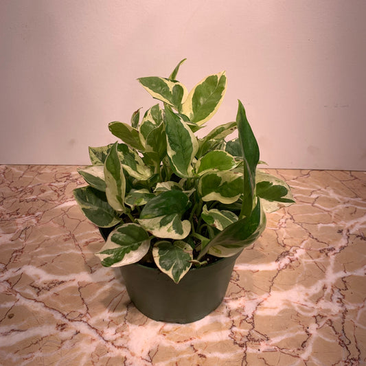 Pothos, Devil's Ivy, Money Plant, Money Vine (Epipremnum aureum) in a 6 inch pot. Indoor plant for sale by Promise Supply for delivery and pickup in Toronto