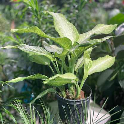 Dumb cane (Dieffenbachia seguine) in a 10 inch pot. Indoor plant for sale by Promise Supply for delivery and pickup in Toronto