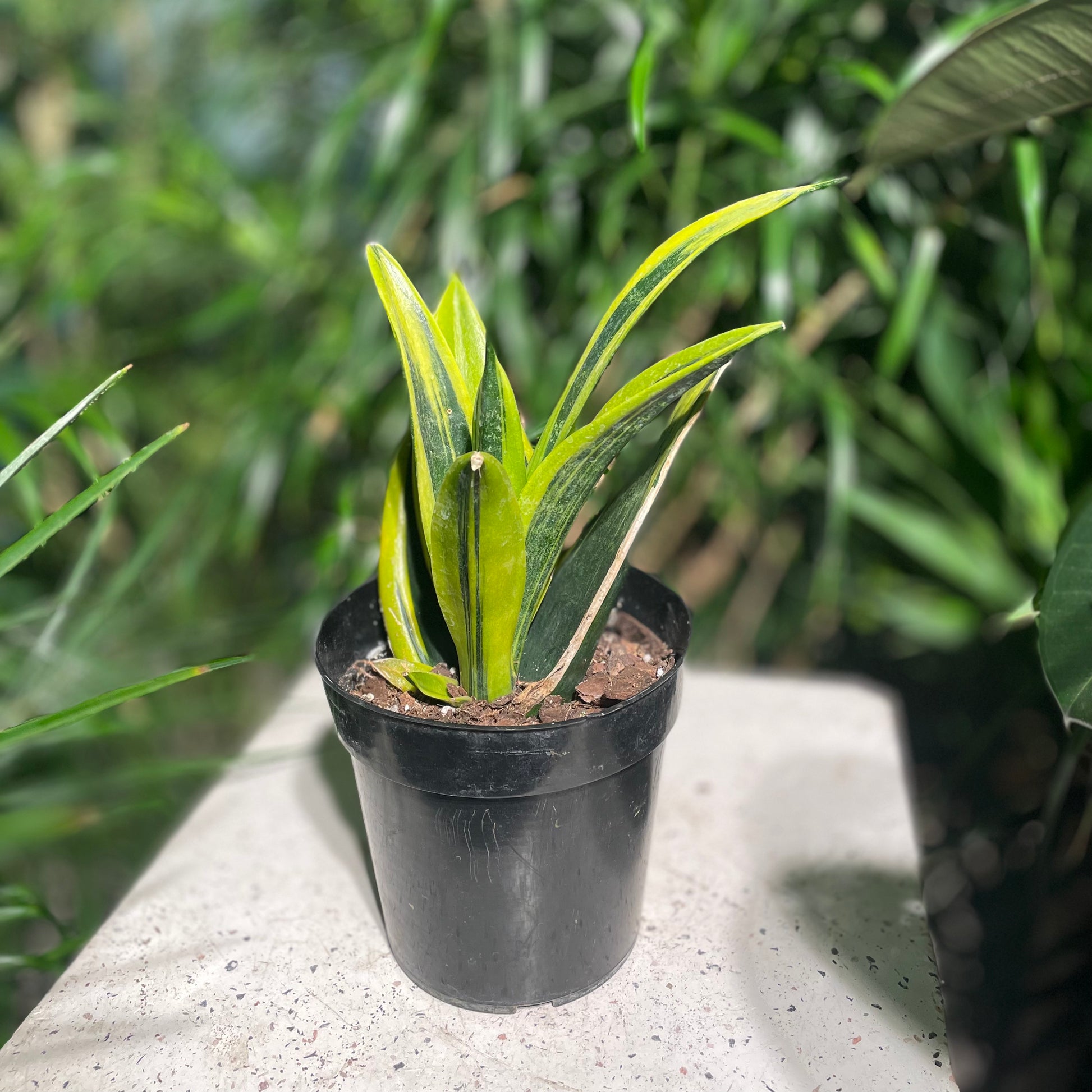 Snake Plant (Sansevieria trifasciata) in a 6 inch pot. Indoor plant for sale by Promise Supply for delivery and pickup in Toronto