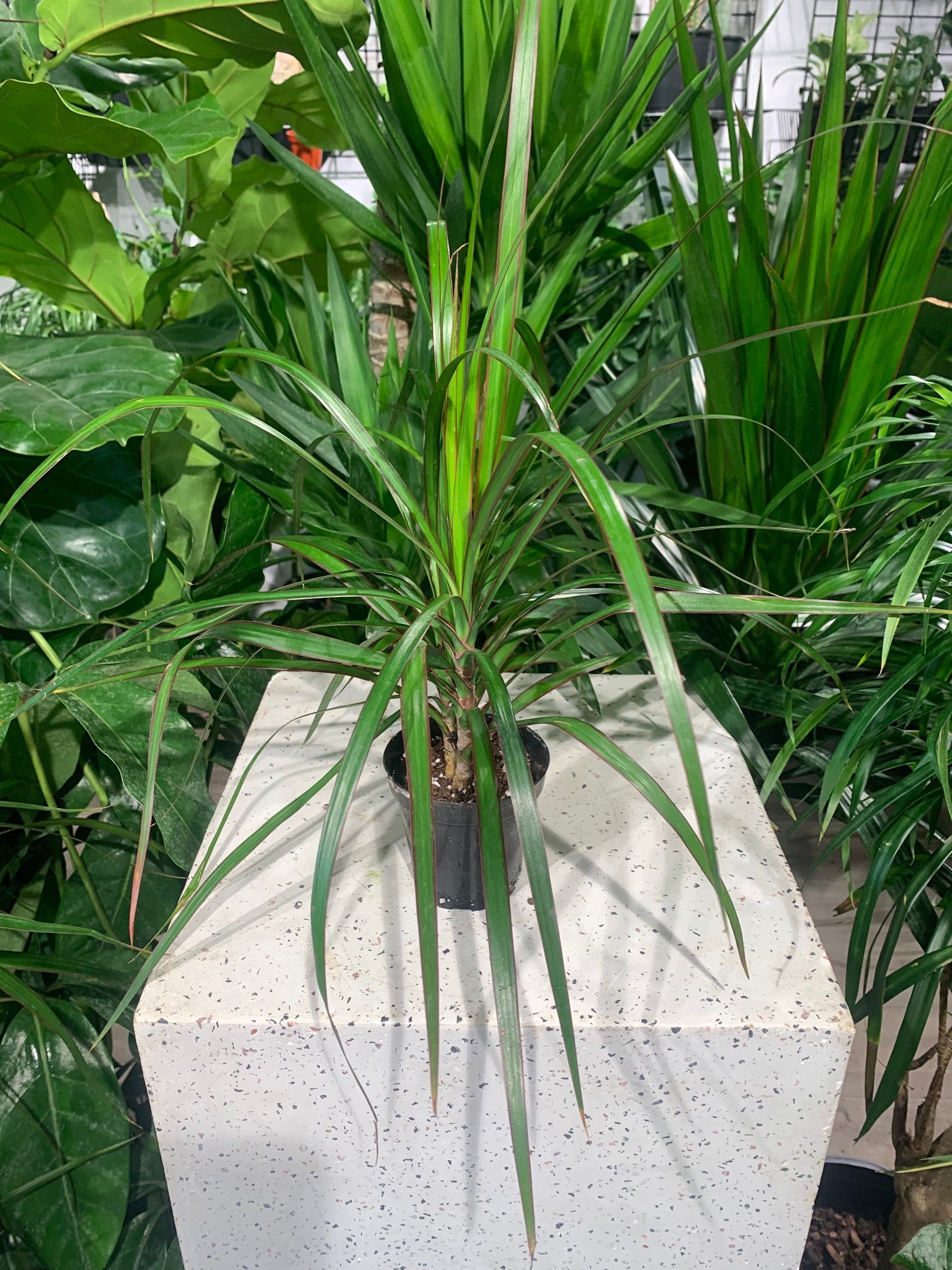 Aboera, Dracaena (Dracaena marginata) in a 4 inch pot. Indoor plant for sale by Promise Supply for delivery and pickup in Toronto