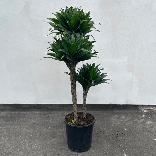 Compact Corn Plant, Janet Craig Compacta (Dracaena compacta) in a 8 inch pot. Indoor plant for sale by Promise Supply for delivery and pickup in Toronto