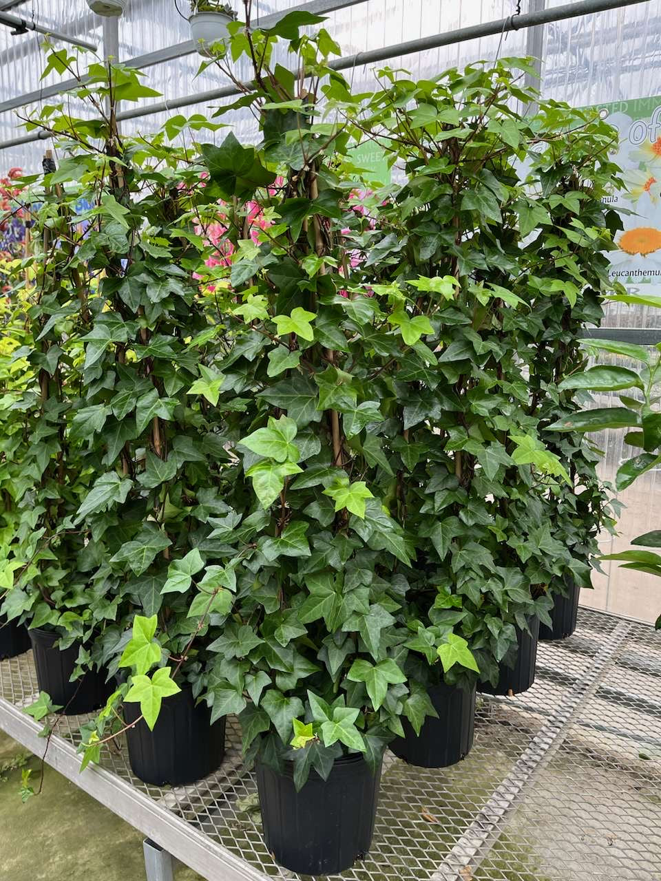 English Ivy Totem: Hedera helix - 10 inch pot - 3-4 foot tall