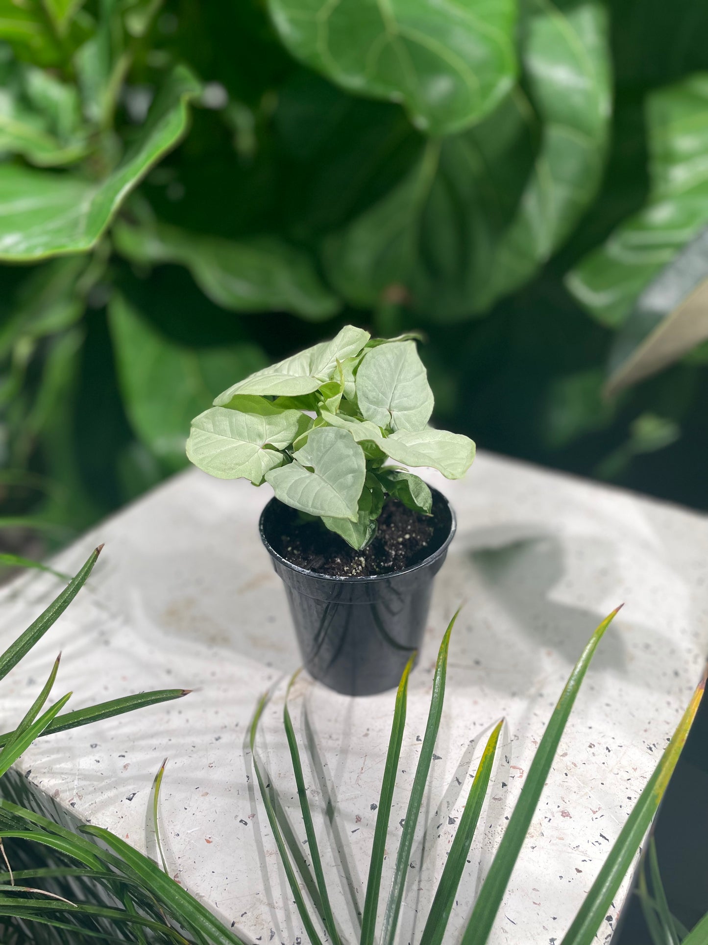 Moonlight Arrowhead Plant (Syngonium podophyllum) in a 4 inch pot. Indoor plant for sale by Promise Supply for delivery and pickup in Toronto