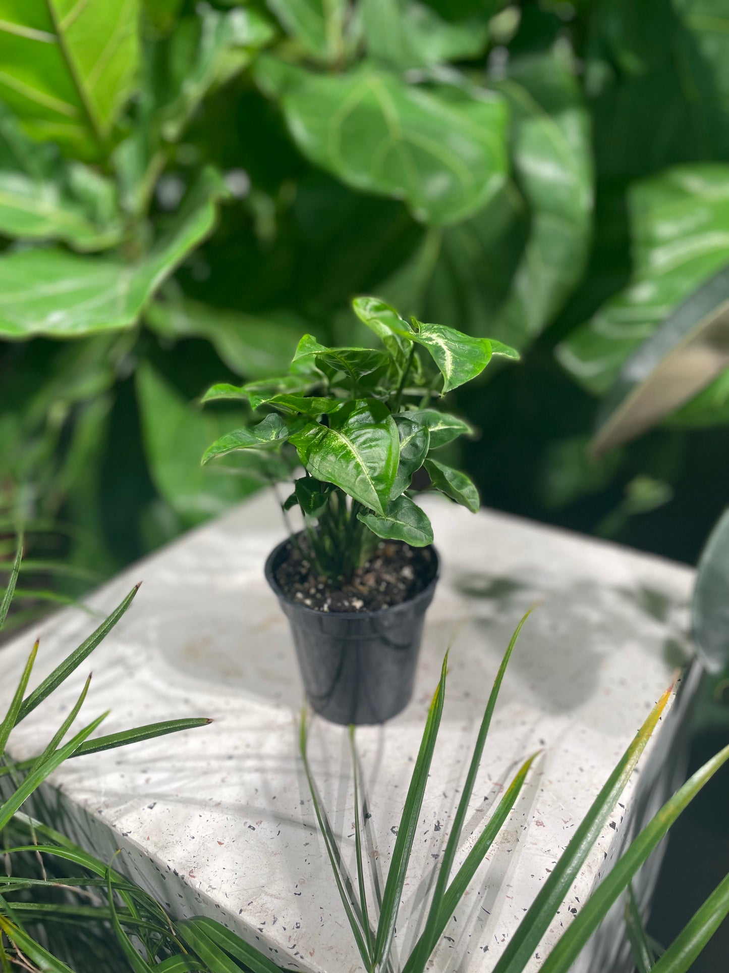 Pixie Arrowhead Plant (Syngonium podophyllum) in a 4 inch pot. Indoor plant for sale by Promise Supply for delivery and pickup in Toronto