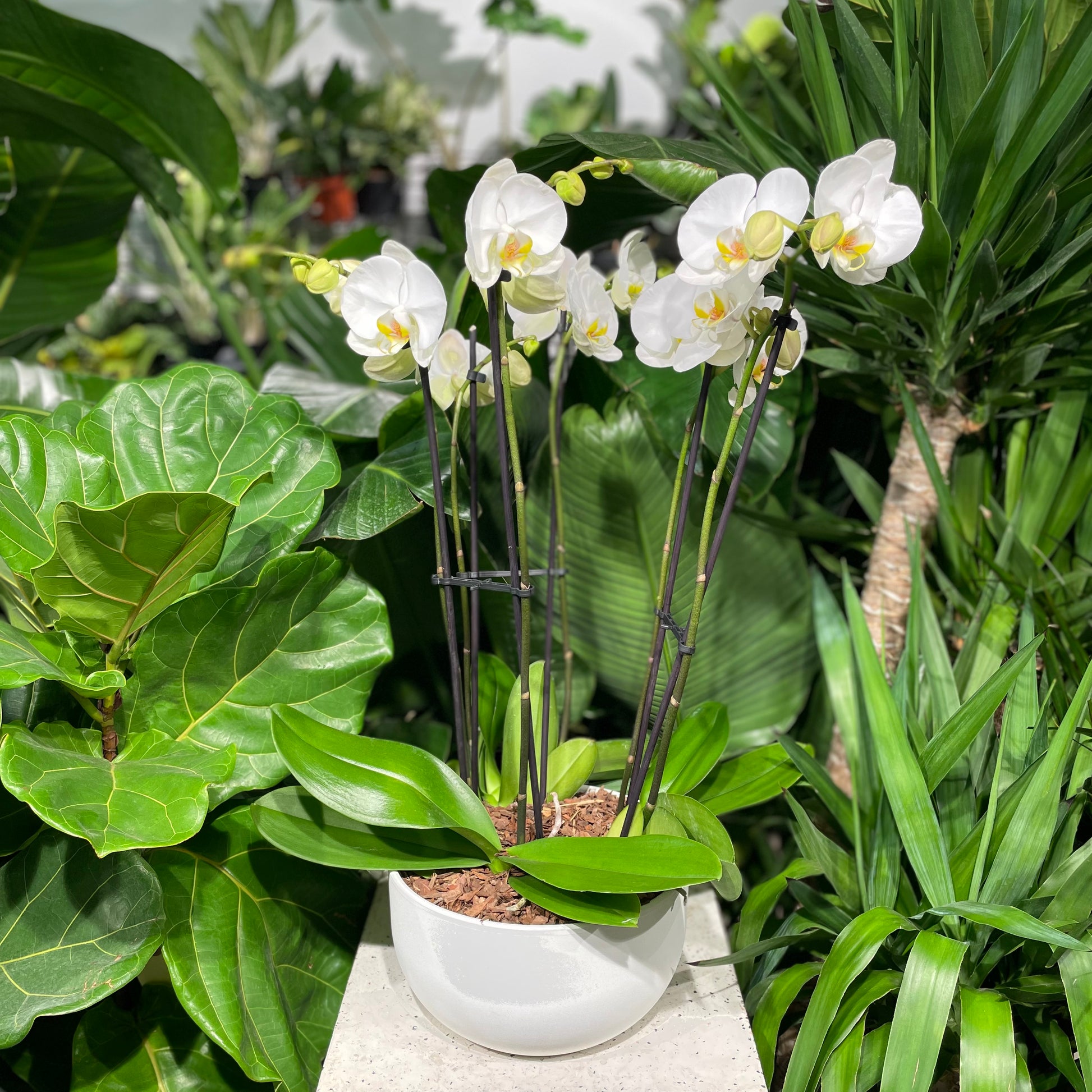 Double Spike' White Orchids (Phalaenopsis) in a 10 inch pot. Indoor plant for sale by Promise Supply for delivery and pickup in Toronto