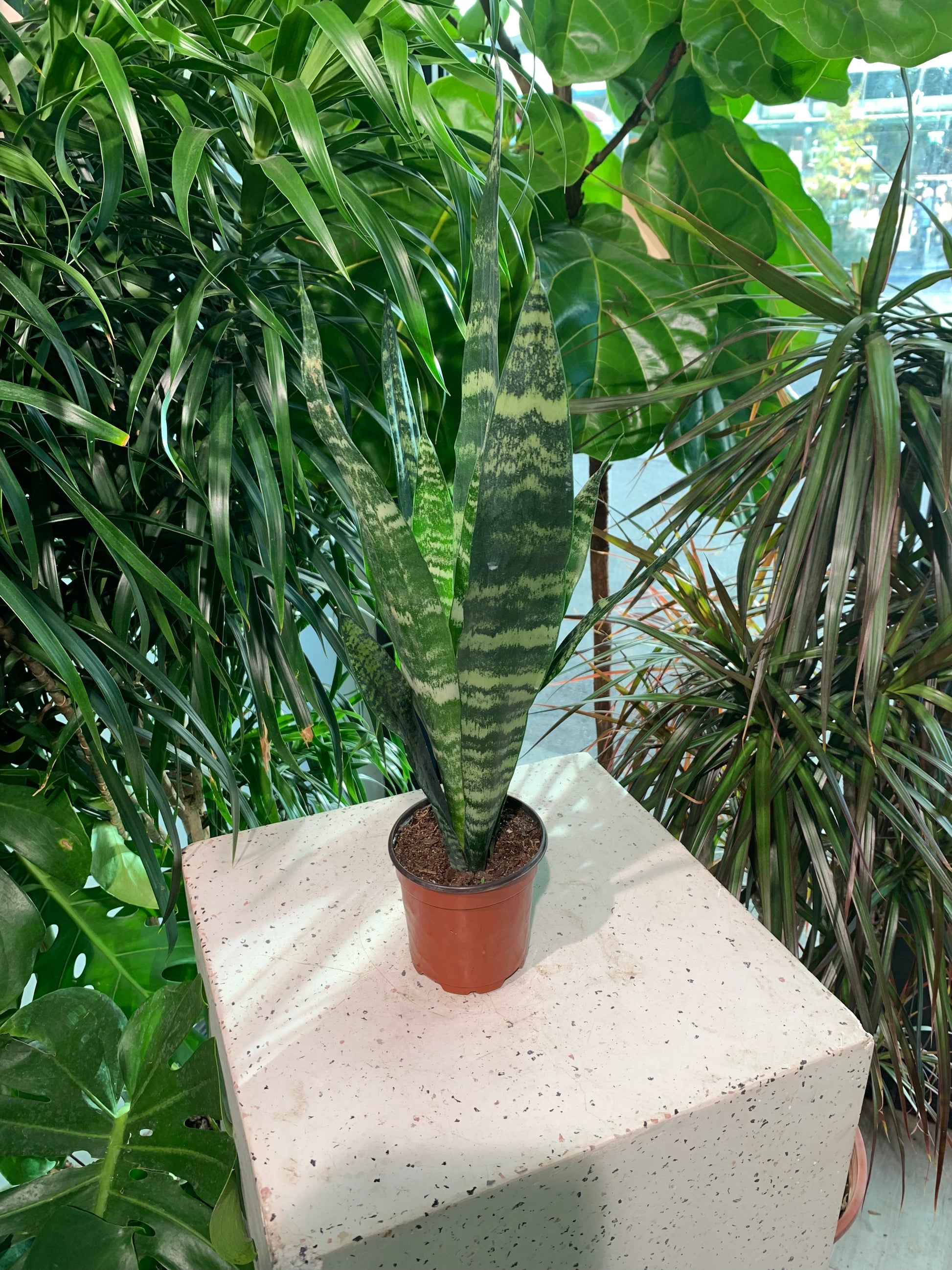 Snake Plant (Sansevieria trifasciata) in a 4 inch pot. Indoor plant for sale by Promise Supply for delivery and pickup in Toronto