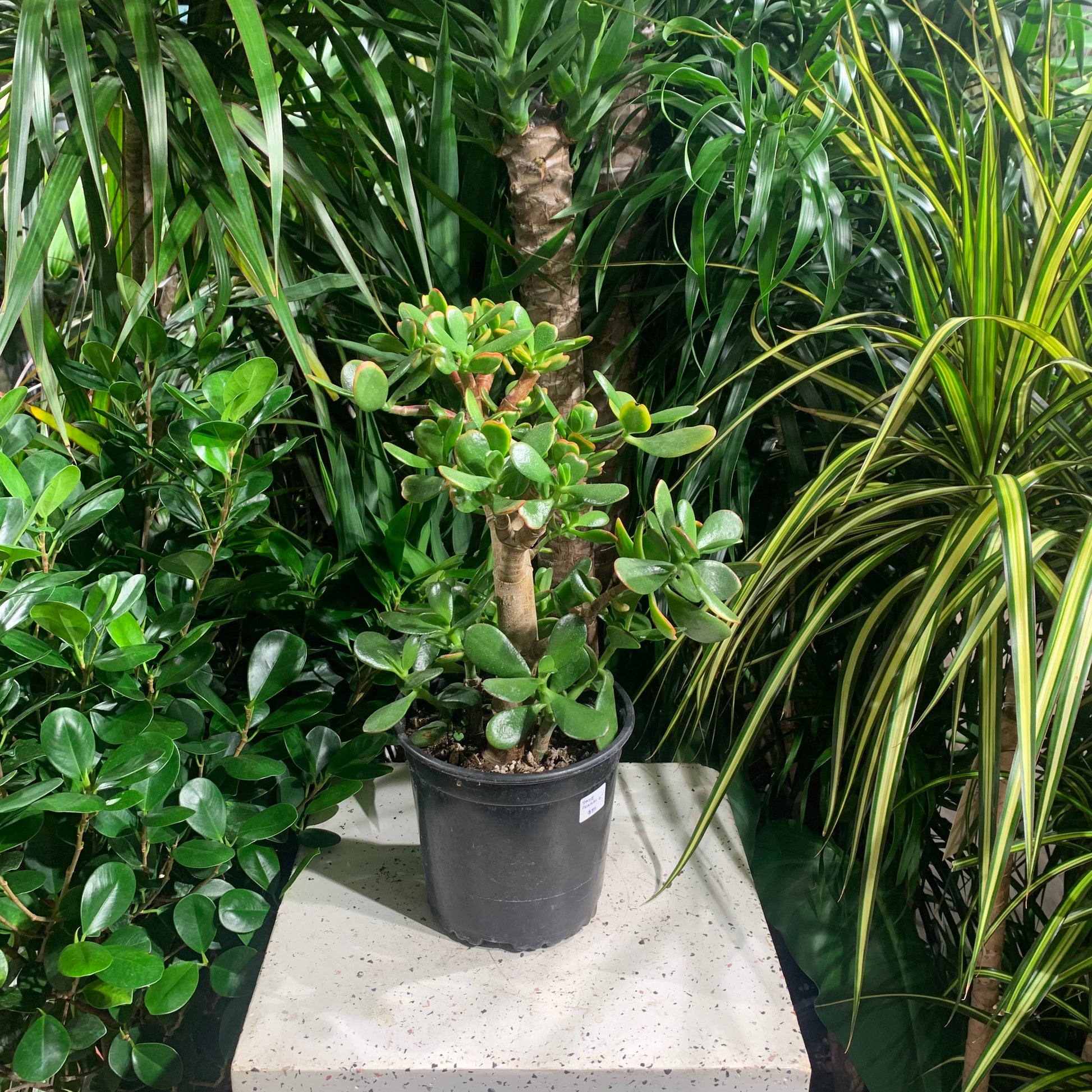 Jade Bonsai Tree (Crassula ovata) in a 6 inch pot. Indoor plant for sale by Promise Supply for delivery and pickup in Toronto