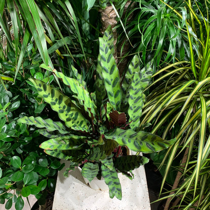 Rattlesnake Calathea (Goeppertia lancifolia) in a 8 inch pot. Indoor plant for sale by Promise Supply for delivery and pickup in Toronto