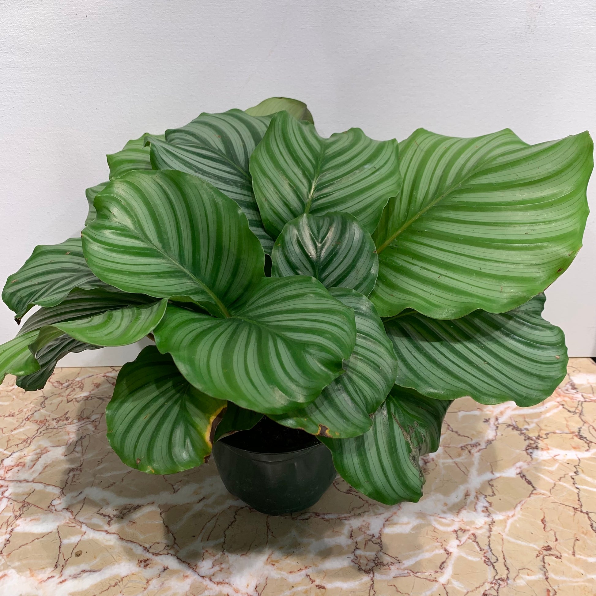 Calathea (Goeppertia orbifolia) in a 6 inch pot. Indoor plant for sale by Promise Supply for delivery and pickup in Toronto
