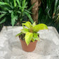 Philo Quad Colour (Philodendron micans) in a 4 inch pot. Indoor plant for sale by Promise Supply for delivery and pickup in Toronto