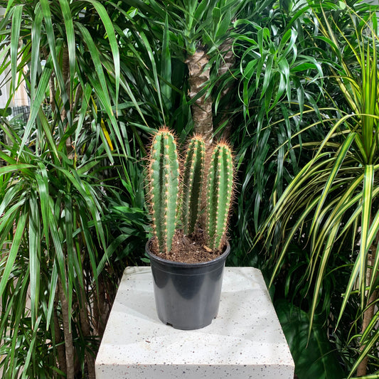 Blue Tree Cactus (Cereus) in a 8 inch pot. Indoor plant for sale by Promise Supply for delivery and pickup in Toronto