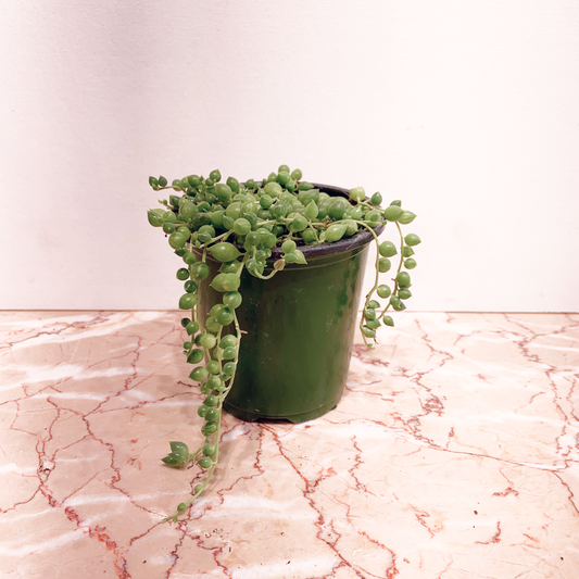 String of Pearls (Curio rowleyanus) in a 4 inch pot. Indoor plant for sale by Promise Supply for delivery and pickup in Toronto