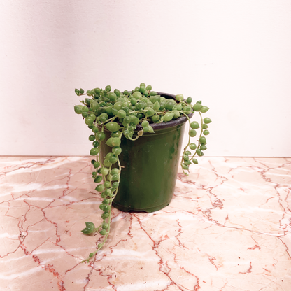 String of Pearls: Curio rowleyanus - 4 inch pot — indoor plant — indoor plant for sale by Promise Supply for delivery and pickup in Toronto.