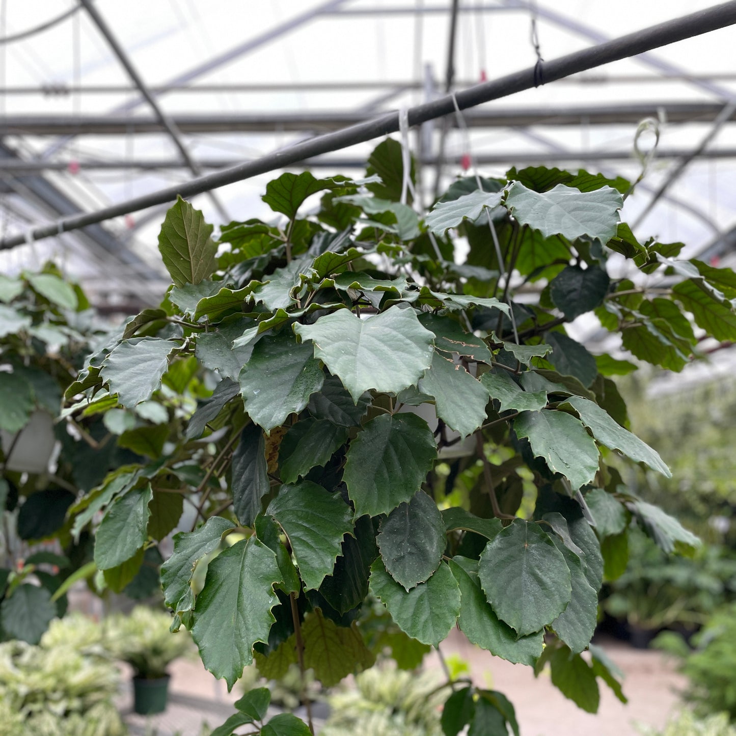 Chesnut Vine (Tetrastigma voinieranum) in a 8 inch pot. Indoor plant for sale by Promise Supply for delivery and pickup in Toronto