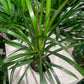 Dragon Bush (Dracaena marginata) in a 4 inch pot. Indoor plant for sale by Promise Supply for delivery and pickup in Toronto
