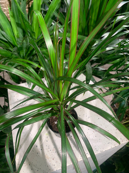 Dragon Bush (Dracaena marginata) in a 4 inch pot. Indoor plant for sale by Promise Supply for delivery and pickup in Toronto