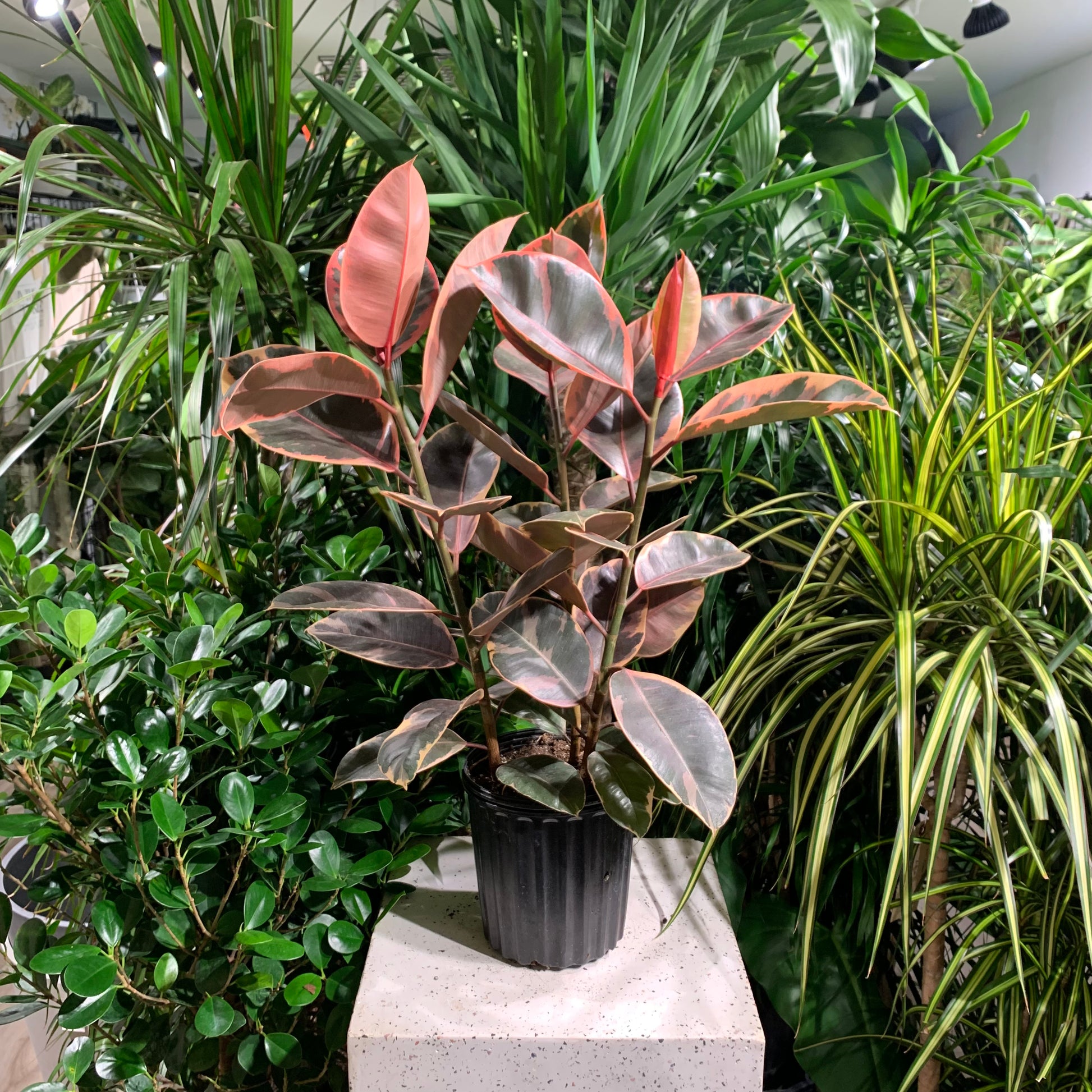 Ruby Rubber Plant (Ficus elastica) in a 7 inch pot. Indoor plant for sale by Promise Supply for delivery and pickup in Toronto