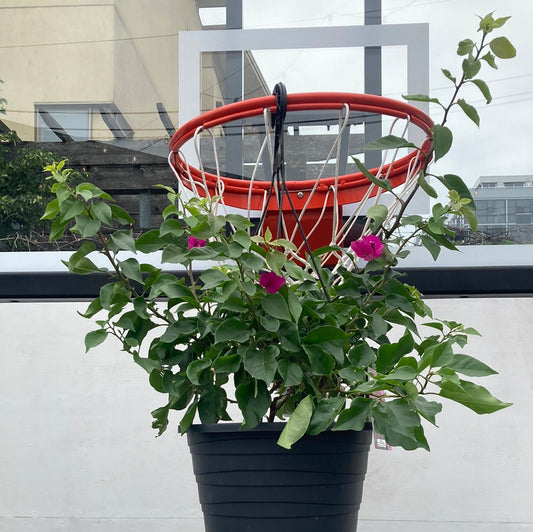 Paperflower (Bougainvillea glabra Caryophyllales) in a 12 inch pot. Indoor plant for sale by Promise Supply for delivery and pickup in Toronto