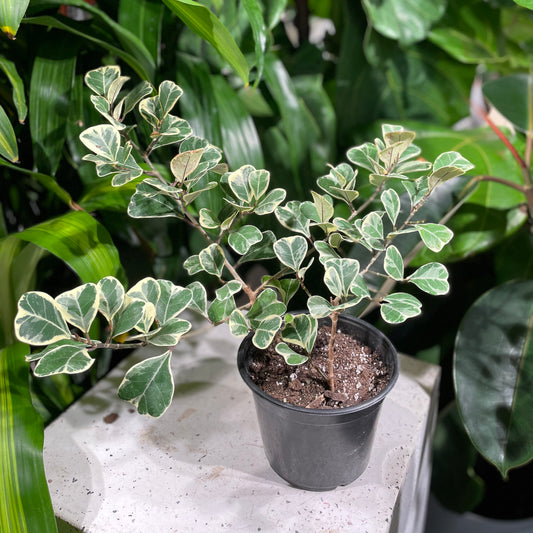 Variegated Natal Fig (Ficus triangularis) in a 6 inch pot. Indoor plant for sale by Promise Supply for delivery and pickup in Toronto