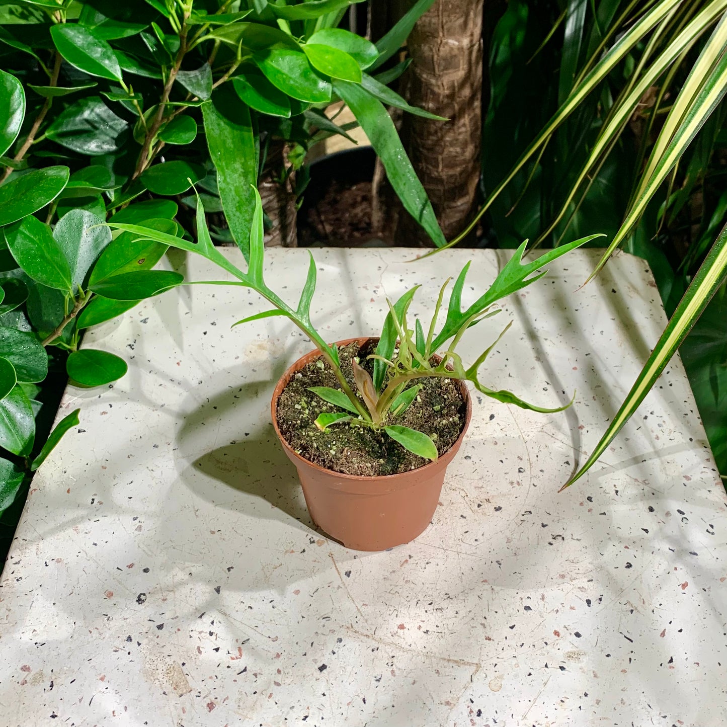 Tortum Philo (Philodendron) in a 4 inch pot. Indoor plant for sale by Promise Supply for delivery and pickup in Toronto