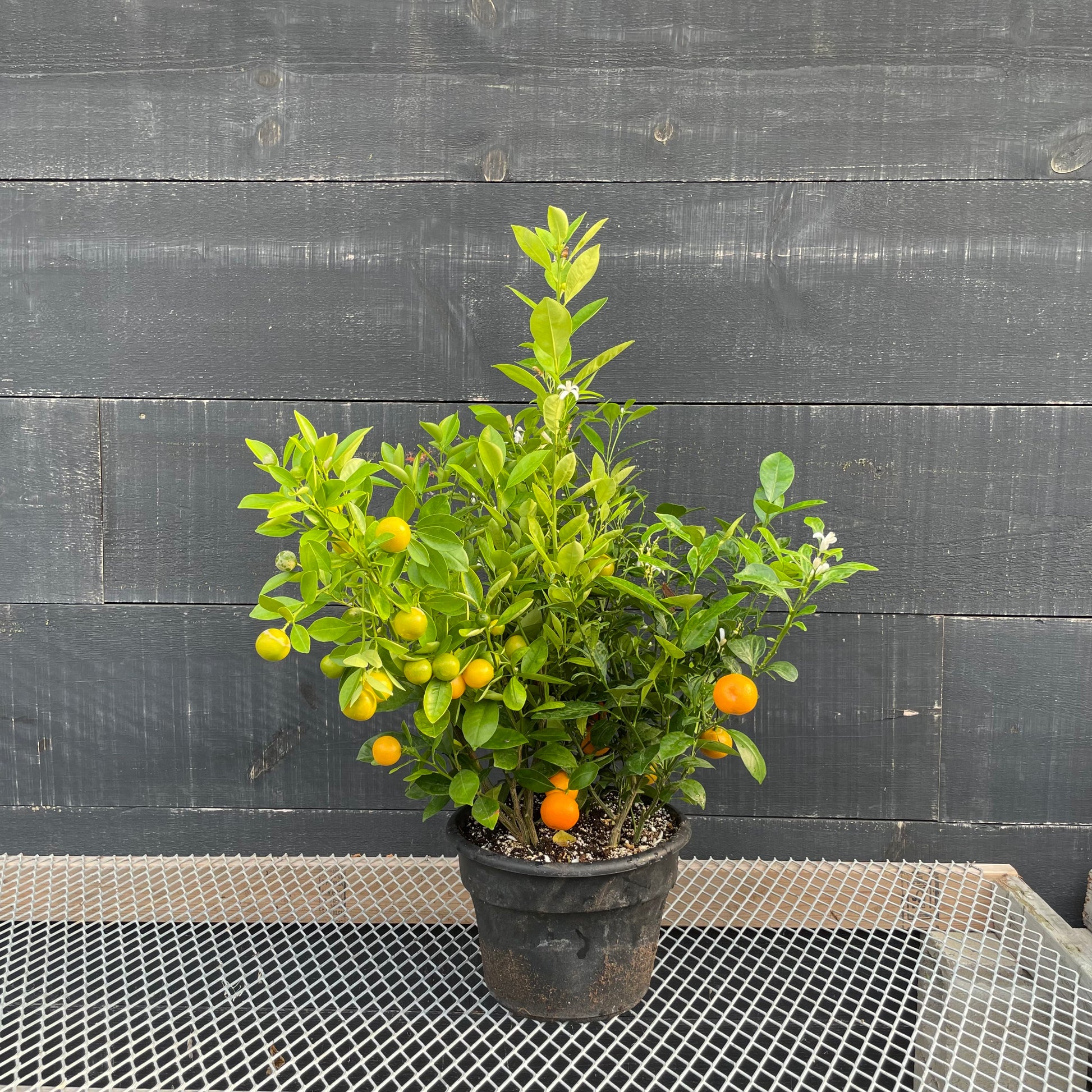 Calamansi/Calamondin Plant Citrofortunella microcarpa 10 inch pot