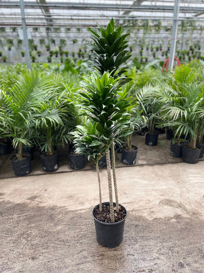 Staggered Janet Craig (Dracaena compacta) in a 10 inch pot. Indoor plant for sale by Promise Supply for delivery and pickup in Toronto