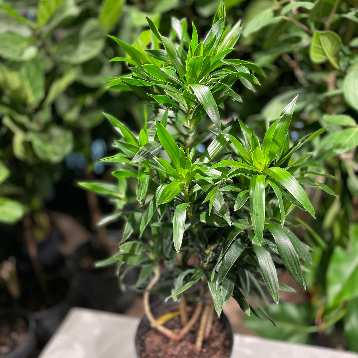 Medusa, Reflexa longifolia (Dracaena reflexa) in a 10 inch pot. Indoor plant for sale by Promise Supply for delivery and pickup in Toronto