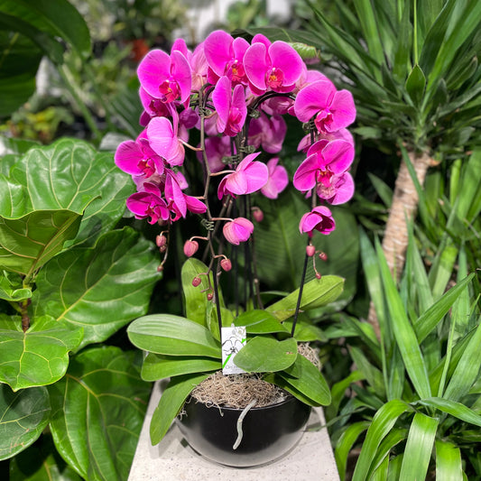 Waterfall Royale' Orchids (Phalaenopsis) in a 10 inch pot. Indoor plant for sale by Promise Supply for delivery and pickup in Toronto