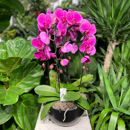 Waterfall Royale' Orchids (Phalaenopsis) in a 10 inch pot. Indoor plant for sale by Promise Supply for delivery and pickup in Toronto