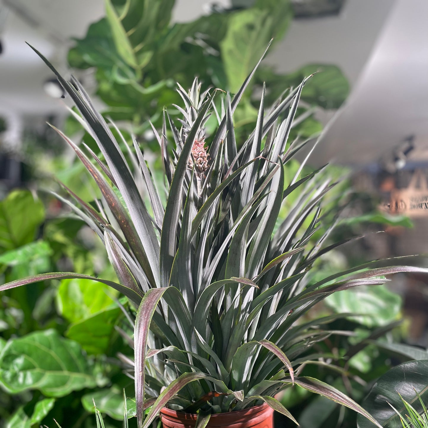Lava Flow Pineapple Plant (Ananas ananassoides) in a 10 inch pot. Indoor plant for sale by Promise Supply for delivery and pickup in Toronto