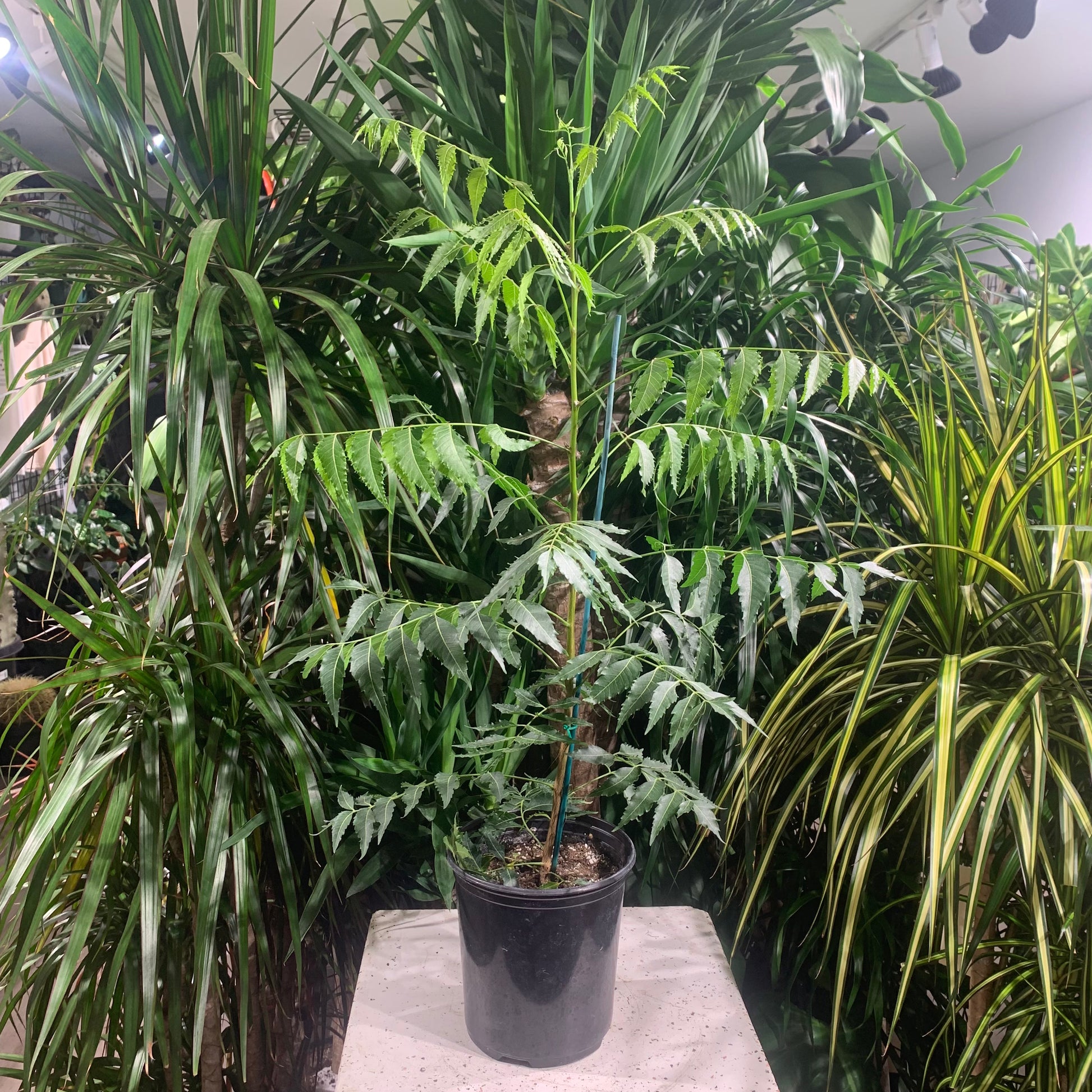 neem tree indoor plant Neem Tree: Azadirachta Indica - 7" Pot