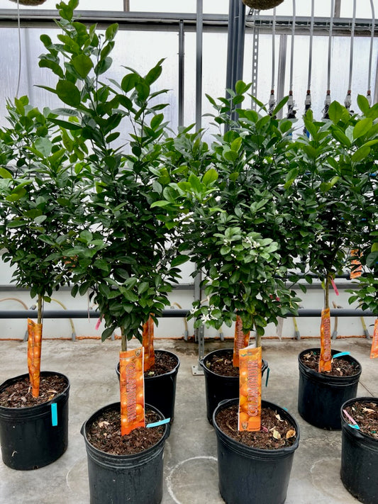 Calamansi Lime, Calamondin orange (Citrofortunella microcarpa) in a 16 inch pot. Indoor plant for sale by Promise Supply for delivery and pickup in Toronto