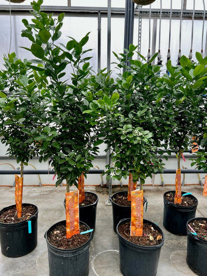 Calamansi/Calamondin Tree: Citrofortunella microcarpa - 16 inch pot - 5-6 foot tall — indoor plant for sale by Promise Supply for delivery and pickup in Toronto.
