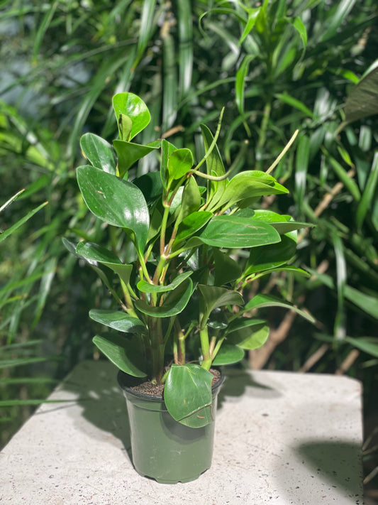 Variegated Baby Rubber Plant (Peperomia obtusifolia) in a 4 inch pot. Indoor plant for sale by Promise Supply for delivery and pickup in Toronto