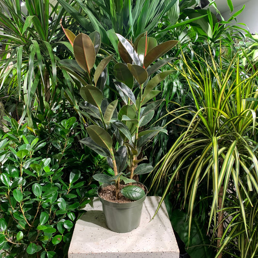 Rubber Plant (Ficus elastica) in a 7 inch pot. Indoor plant for sale by Promise Supply for delivery and pickup in Toronto