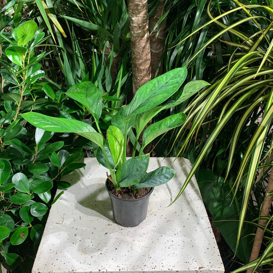 Monstera Siam (Monstera karstenianum) in a 4 inch pot. Indoor plant for sale by Promise Supply for delivery and pickup in Toronto