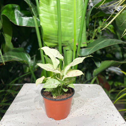Milk Confetti Arrowhead Plant: Syngonium podophyllum - 4 inch pot — indoor plant — indoor plant for sale by Promise Supply for delivery and pickup in Toronto.